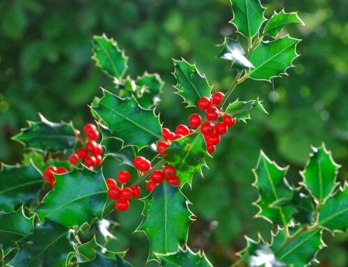 La pianta Holly e la personalità tipica